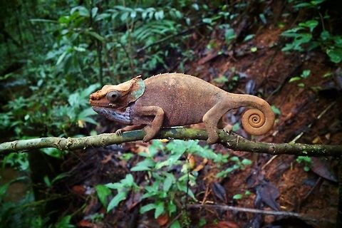 Calumma malthe Mantandia NP, Madagascar. Mar 27, 2015. Calumma malthe,Geotagged,Madagascar,calumma malthe