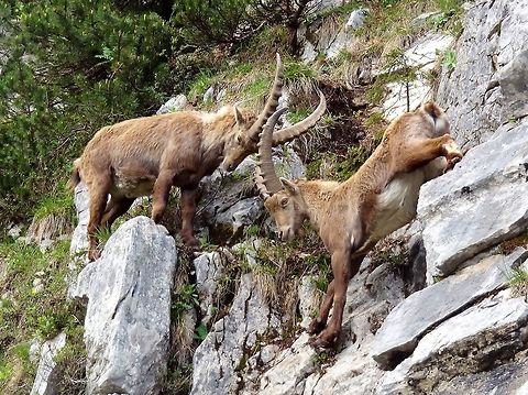 Alpine ibex (Capra ibex) Benediktenwand, Bayern, Germany. Jun 6, 2012. Alpine Ibex,Capra ibex,Geotagged,Germany,Spring