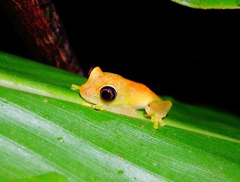 Green bright-eyed frog (Boophis viridis) Mantandia NP, Madagascar. Mar 25, 2013. Boophis viridis,Fall,Geotagged,Green bright-eyed frog,Madagascar,Mantellidae