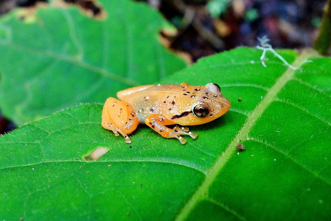 Platypelis tuberifera Mantandia NP, Madagascar. Mar 25, 2013. Geotagged,Madagascar,Platypelis tuberifera