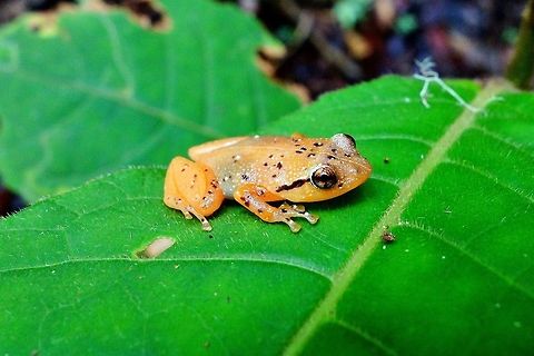 Platypelis tuberifera