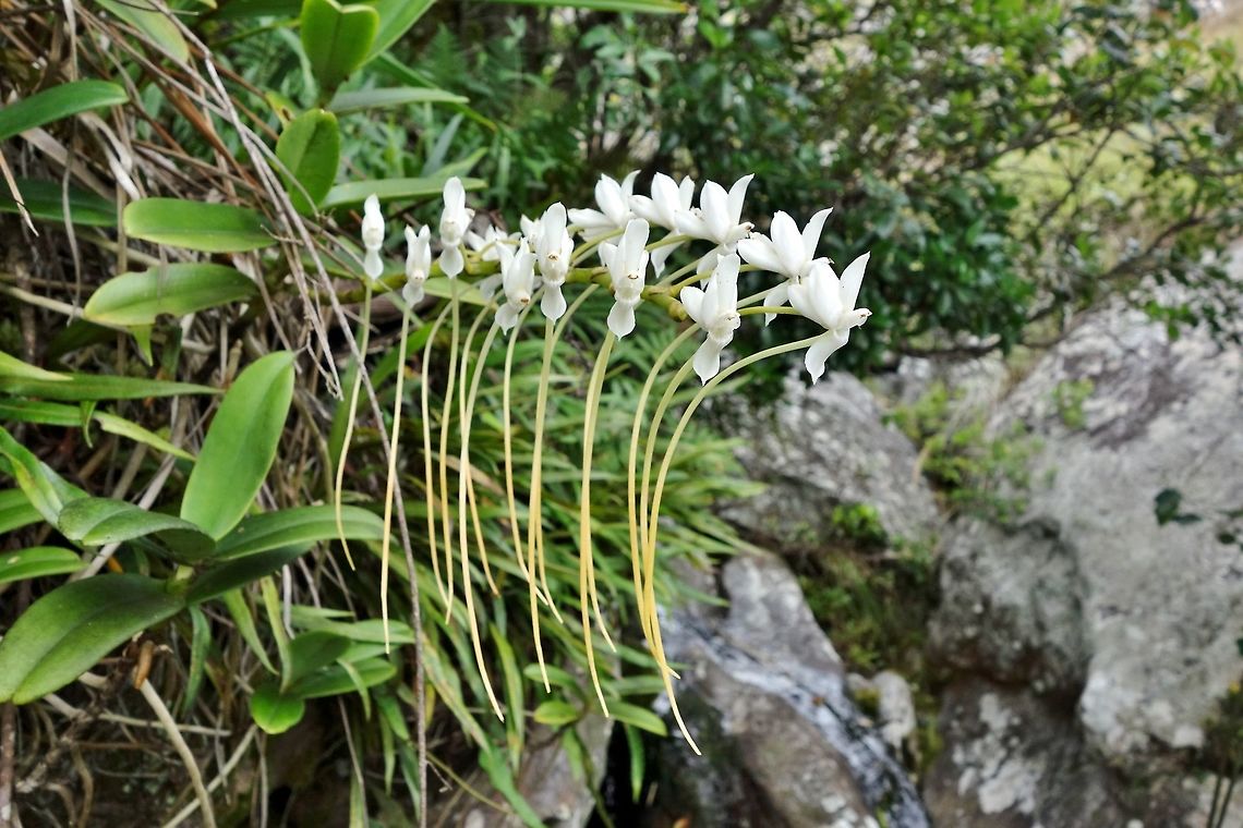 Aerangis ellisii Ibity Massif, Madagascar. Mar 7, 2013. Aerangis ellisii,Geotagged,Madagascar,Summer