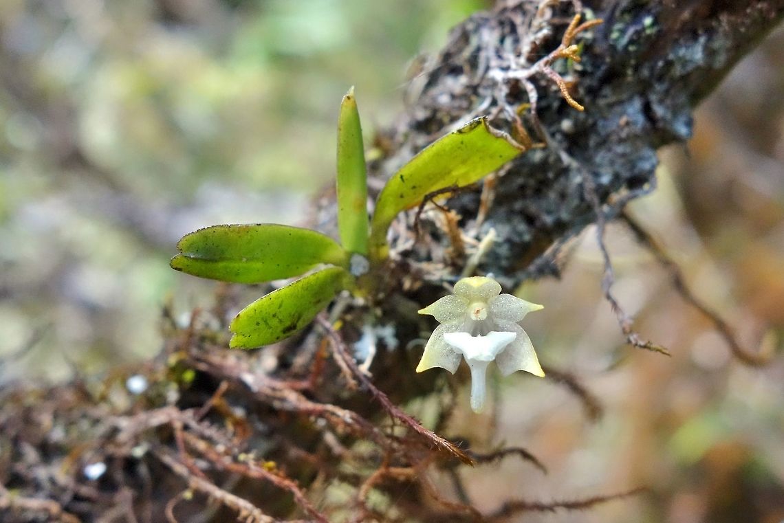 Aeranthes adenopoda (Orchidaceae) Mantandia NP, Madagascar. Mar 2, 2013. Aeranthes adenopoda,Geotagged,Madagascar,Summer