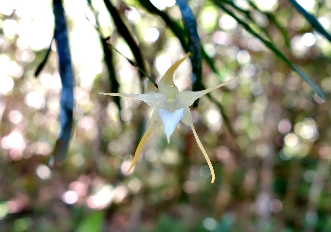 Aeranthes aemula (Orchidaceae) Mantandia NP, Madagascar. Mar 3, 2013. Aeranthes aemula,Geotagged,Madagascar,Summer
