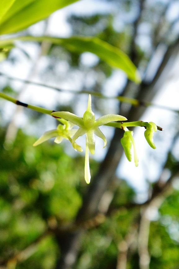 Angraecum calceolus (Orchidaceae) Analalava, Foulpointe, Madagascar. Mar 13, 2013. Angraecum calceolus,Geotagged,Madagascar,Summer