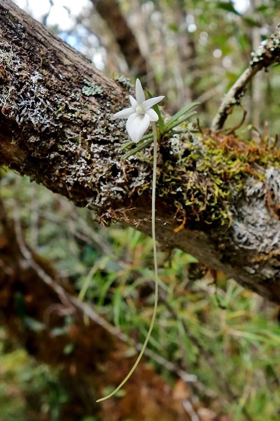 Angraecum lecomtei (Orchidaceae) Mantandia NP, Madagascar. Mar 2, 2013. Angraecum lecomtei,Geotagged,Madagascar,Summer