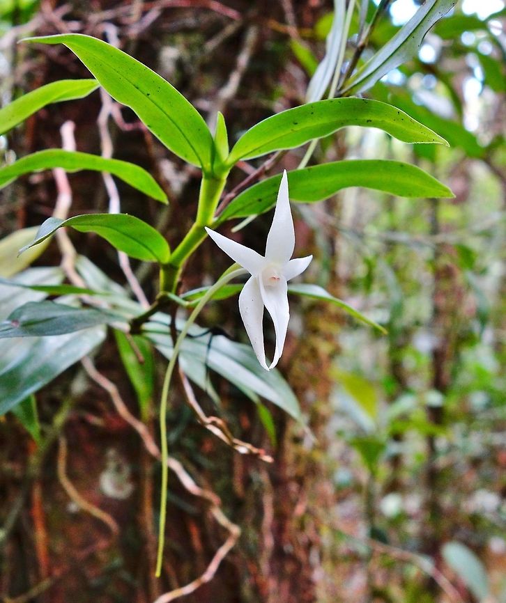 Angraecum mauritianum (Orchidaceae) Mantandia NP, Madagascar. Mar 1, 2013. Angraecum mauritianum,Geotagged,Madagascar,Summer