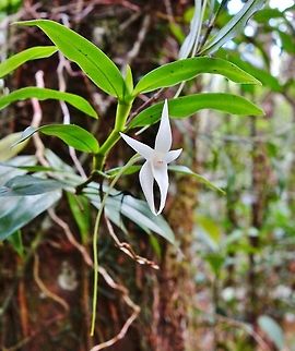 Angraecum mauritianum (Orchidaceae) Mantandia NP, Madagascar. Mar 1, 2013. Angraecum mauritianum,Geotagged,Madagascar,Summer