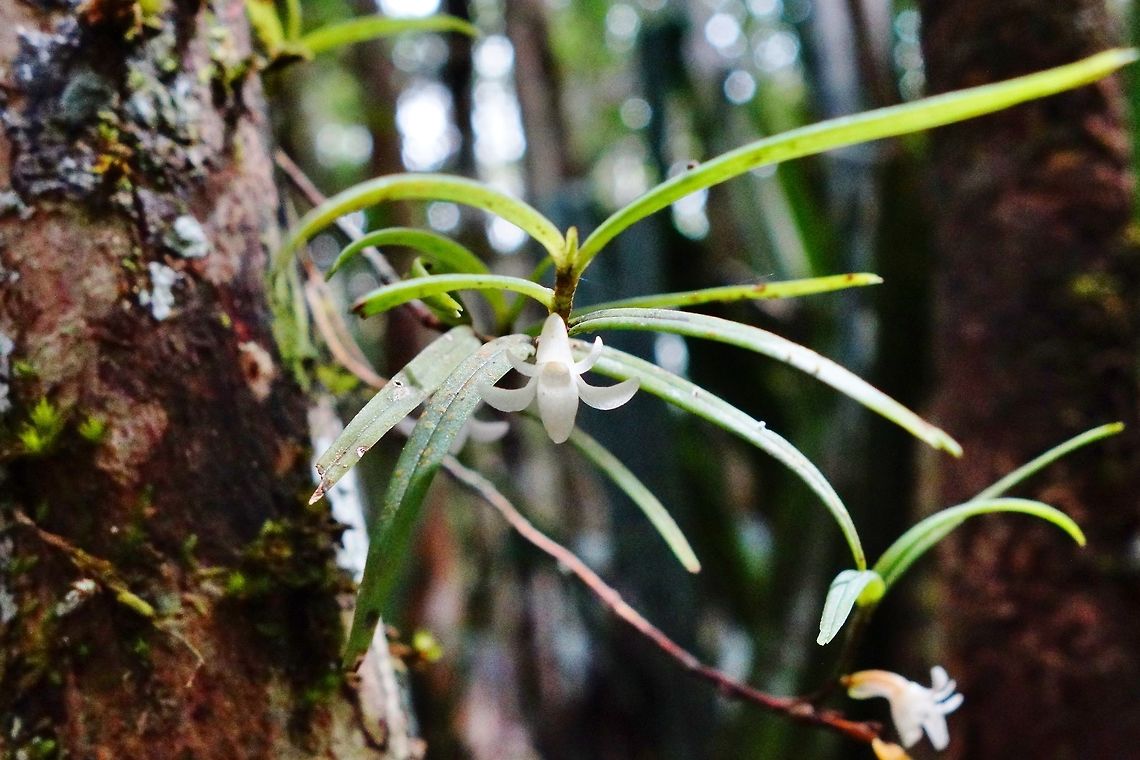 Angraecum pectinatum (Orchidaceae) Mantandia NP, Madagascar. Mar 25, 2013. Angraecum pectinatum,Fall,Geotagged,Madagascar