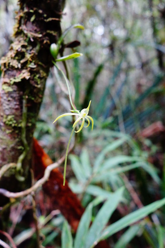 Angraecum rhynchyglossum (Orchidaceae) Mantandia NP, Madagascar. Mar 25, 2013. Angraecum rhynchoglossum,Fall,Geotagged,Madagascar