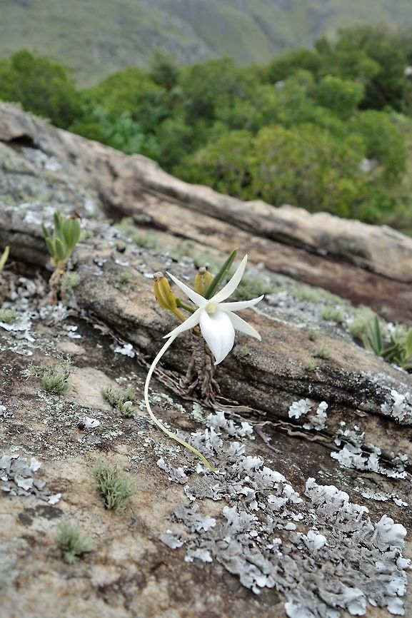 Angraecum rutenbergianum (Orchidaceae) Ibity massif, Antsirabe, madagascar. Mar 7, 2013. Angraecum rutenbergianum,Geotagged,Madagascar,Summer
