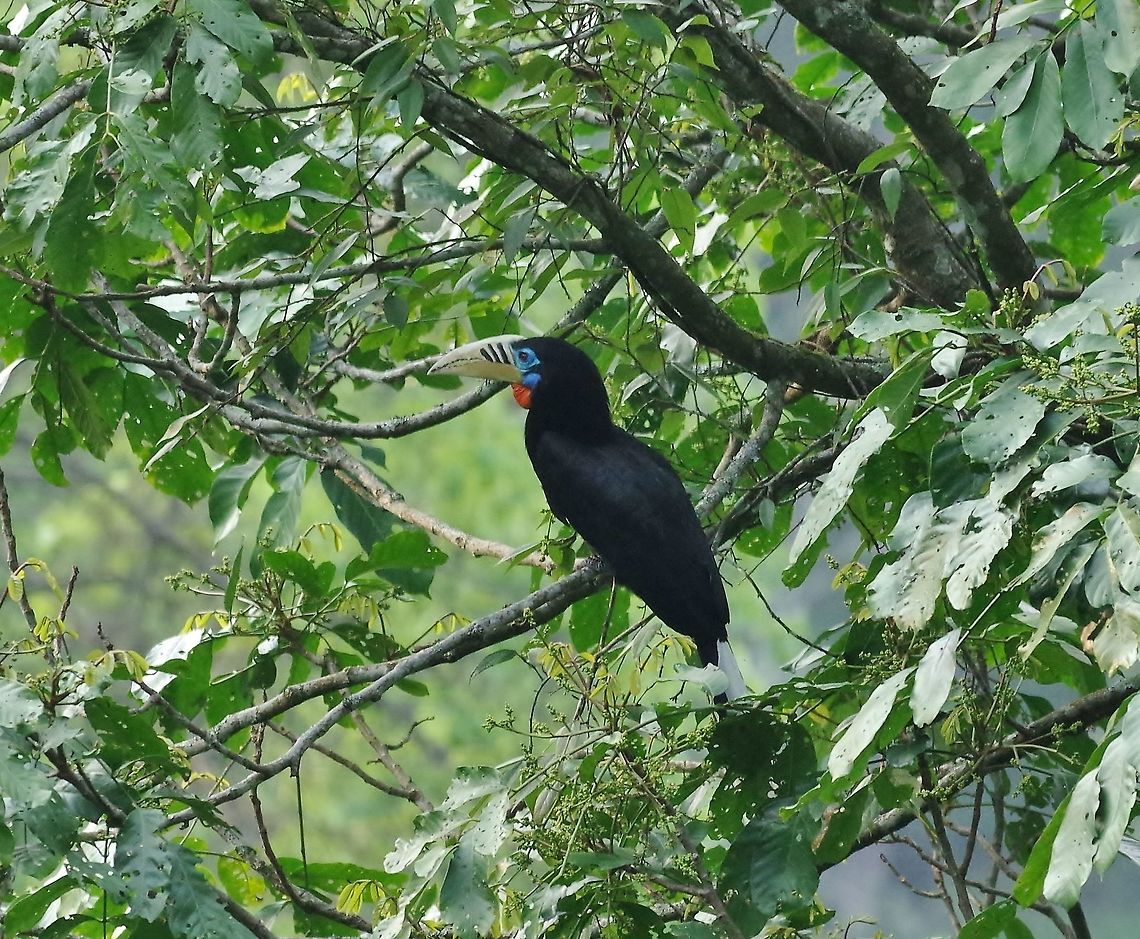 Rufous-necked hornbill (Aceros nipalensis) female Gomphu eco-camp, Royal Manas NP, Bhutan. May 5, 2015. Aceros nipalensis,Bhutan,Geotagged,Rufous-necked hornbill,Spring