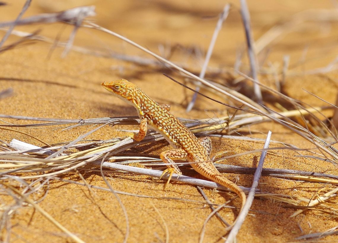 Wedge-snouted sand-lizard (Meroles cuneirostris) Gobabeb Research Station, Namibia. Mar 16, 2016. Geotagged,M. cuneirostris,Meroles cuneirostris,Namibia,Summer