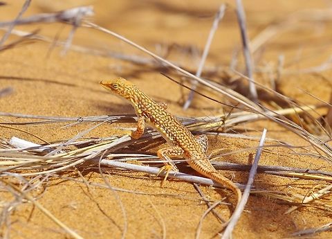 Wedge-snouted sand-lizard (Meroles cuneirostris) Gobabeb Research Station, Namibia. Mar 16, 2016. Geotagged,M. cuneirostris,Meroles cuneirostris,Namibia,Summer