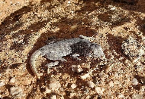Common Namib Day Gecko (Rhoptropus afer) Gobabeb Research Station, Namibia. Mar 14, 2016. Geotagged,Namibia,Rhoptropus afer,Summer