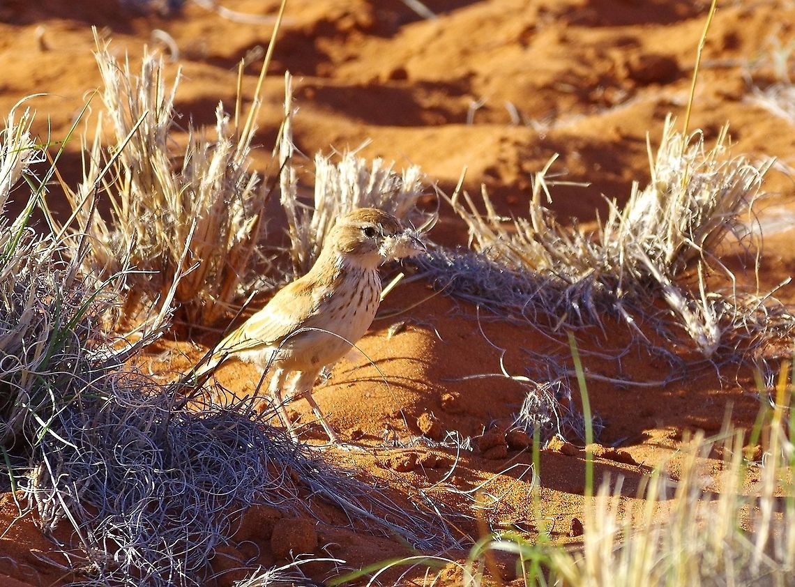 Dune lark (Calendulauda erythrochlamys) NamibRand Nature Reserve, Namibia. Mar 18, 2016. Calendulauda erythrochlamys,Dune lark,Geotagged,Namibia,Summer
