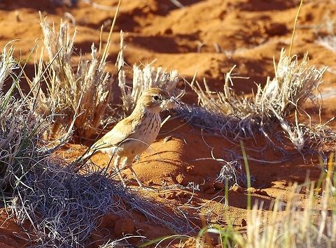 Dune lark (Calendulauda erythrochlamys) NamibRand Nature Reserve, Namibia. Mar 18, 2016. Calendulauda erythrochlamys,Dune lark,Geotagged,Namibia,Summer