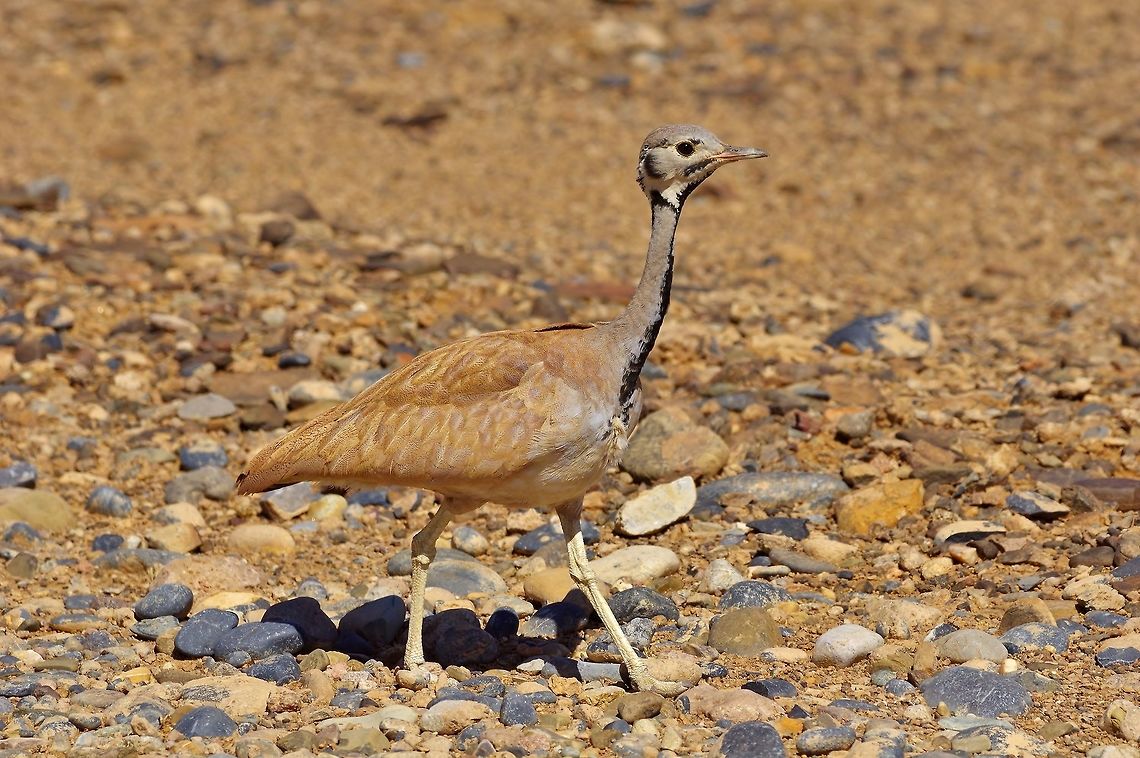 Rüppell's korhaan (Eupodotis rueppellii) NamibRand Nature Reserve, Namibia. Mar 17, 2016. Eupodotis rueppellii,Geotagged,Namibia,Rüppells korhaan,Summer