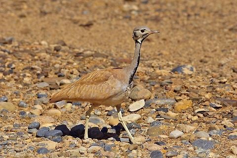 R&uuml;ppell's korhaan (Eupodotis rueppellii) NamibRand Nature Reserve, Namibia. Mar 17, 2016. Eupodotis rueppellii,Geotagged,Namibia,R&uuml;ppells korhaan,Summer