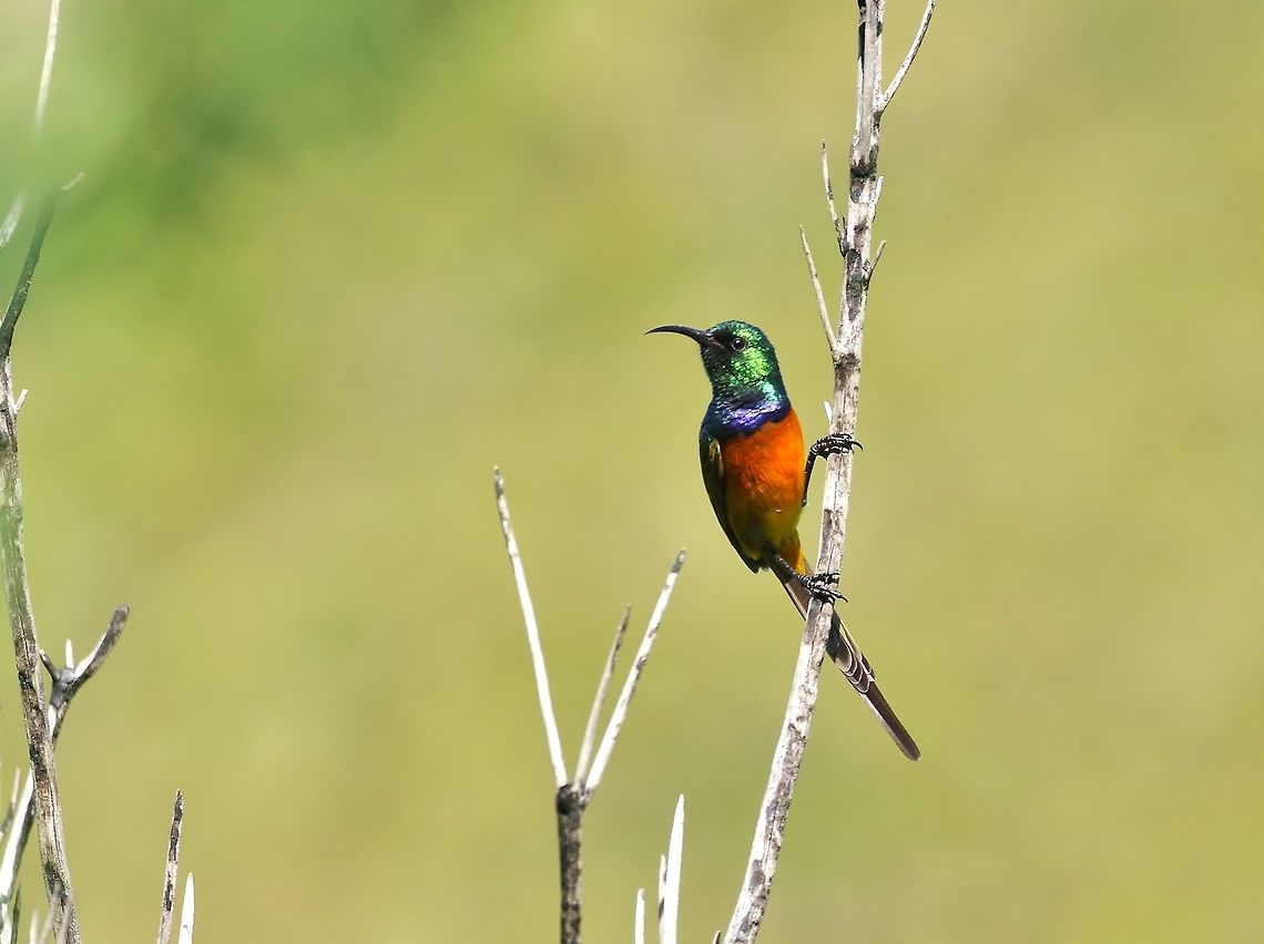 Orange-breasted sunbird (Anthobaphes violacea), male. Marloth Nature Reserve, Swellandam, South Africa. Mar 28, 2016. Anthobaphes violacea,Fall,Geotagged,Orange-breasted Sunbird,South Africa
