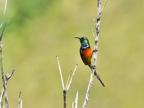 Orange-breasted sunbird (Anthobaphes violacea), male. Marloth Nature Reserve, Swellandam, South Africa. Mar 28, 2016. Anthobaphes violacea,Fall,Geotagged,Orange-breasted Sunbird,South Africa