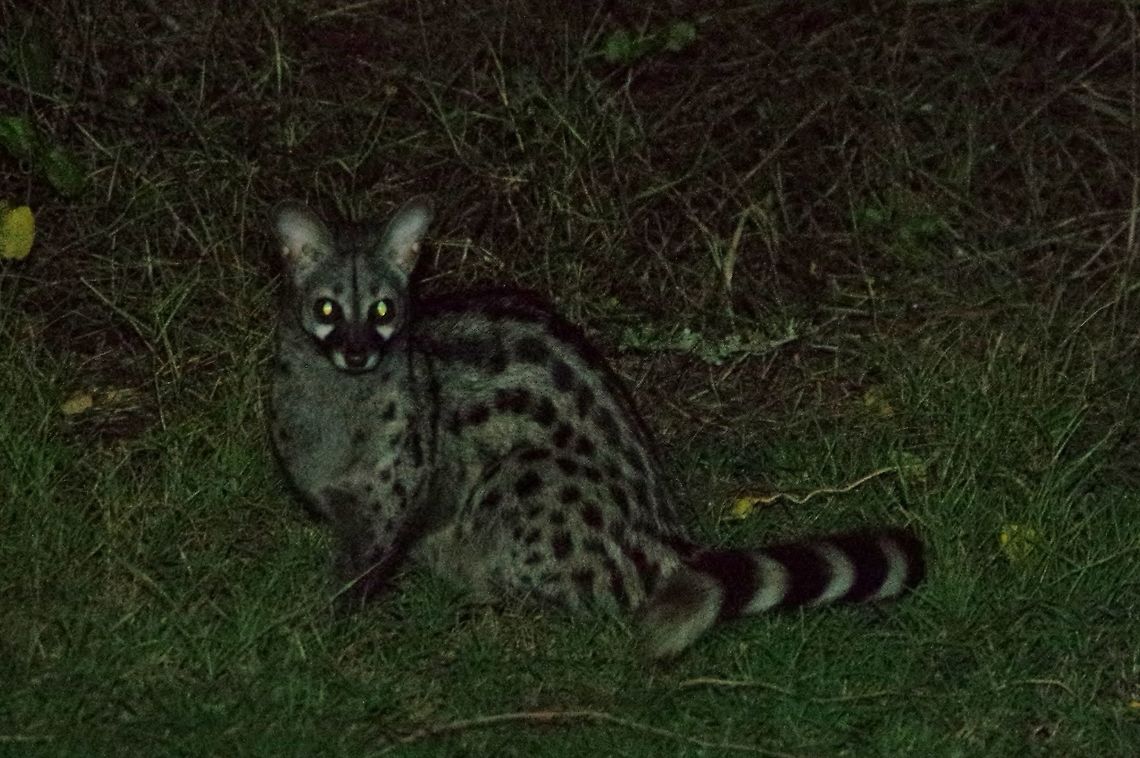 Small-spotted genet (Genetta genetta) Bontebok NP, Swellendam, South Africa. Mar 28, 2016. Common genet,Fall,Genetta genetta,Geotagged,South Africa