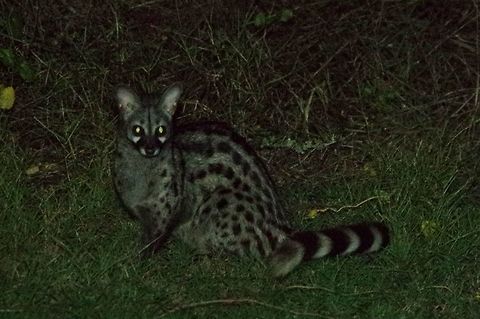 Small-spotted genet (Genetta genetta) Bontebok NP, Swellendam, South Africa. Mar 28, 2016. Common genet,Fall,Genetta genetta,Geotagged,South Africa