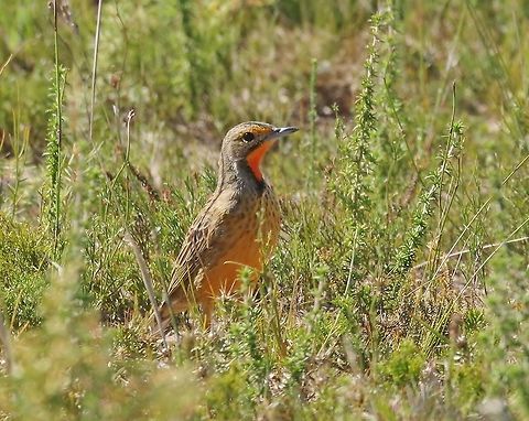 Cape longclaw (Macronyx capensis) Bontebok NP, Swellendam, South Africa. Mar 29, 2016. Cape longclaw,Fall,Geotagged,Macronyx capensis,South Africa