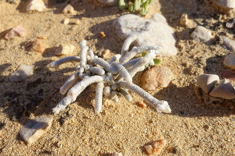 Anacampseros albissima (Anacampserotaceae) Prince Albert, South Africa. Apr 1, 2016. Anacampseros albissima,Canada,Fall,Geotagged,South Africa,Spring