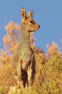 Klipspringer (Oreotragus oreotragus) Swartberg Pass, Western cape, South Africa. Apr 2, 2016. Fall,Geotagged,Klipspringer,Oreotragus oreotragus,South Africa