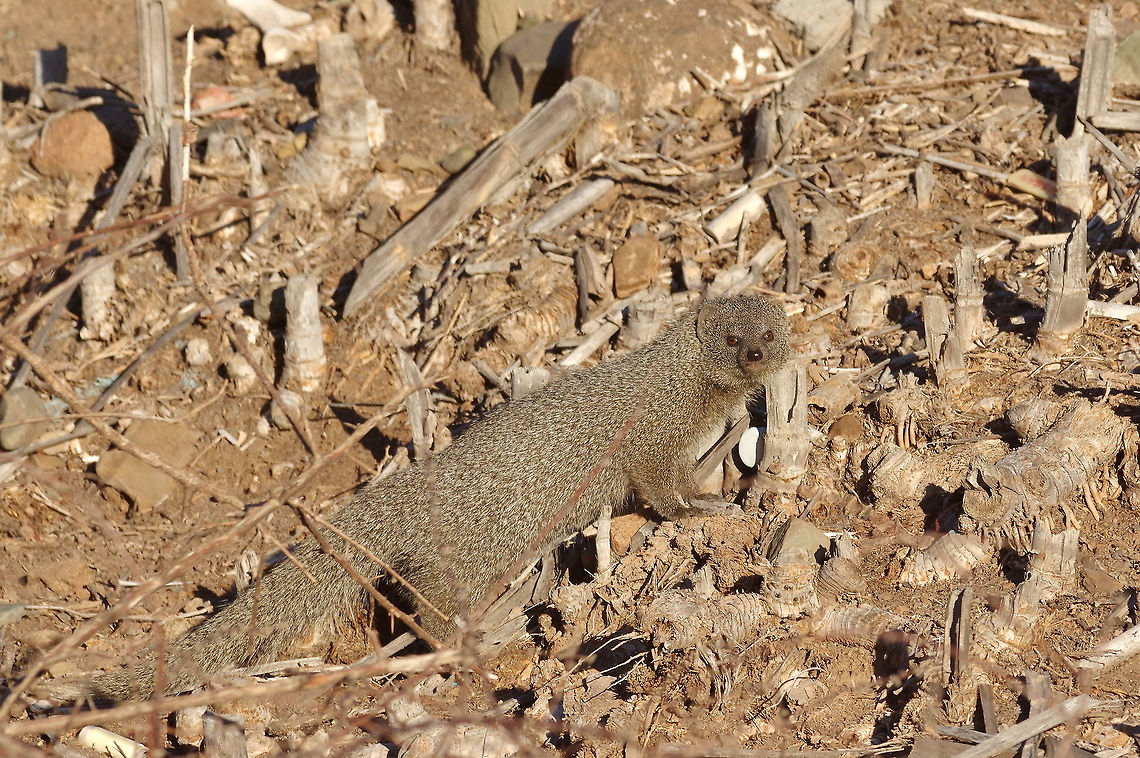 Cape gray mongoose (Galerella pulverulenta) Karoo NP, Western cape, South Africa. Apr 3, 2016. Cape gray mongoose,Fall,Galerella pulverulenta,Geotagged,South Africa