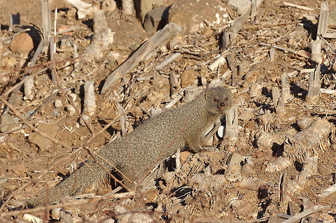 Cape gray mongoose (Galerella pulverulenta) Karoo NP, Western cape, South Africa. Apr 3, 2016. Cape gray mongoose,Fall,Galerella pulverulenta,Geotagged,South Africa