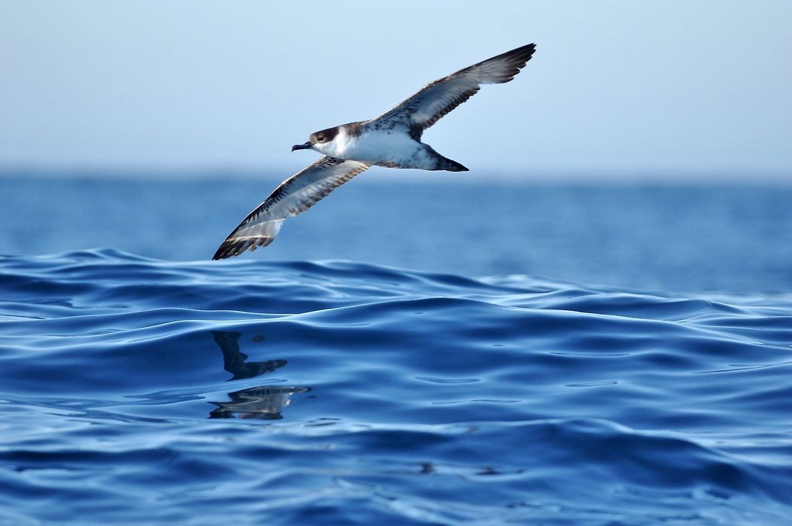 Great shearwater (Ardenna gravis) Trawling grounds south of Cape Town, South Africa. Apr 9, 2016.  Ardenna gravis,Fall,Geotagged,Great shearwater,South Africa