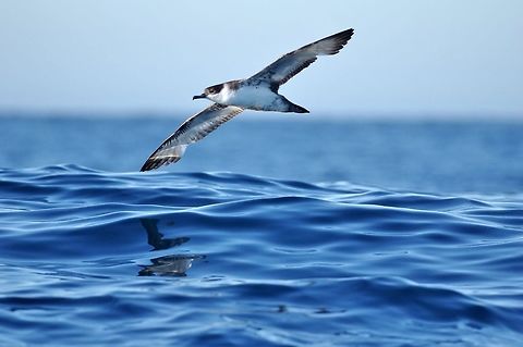 Great shearwater (Ardenna gravis) Trawling grounds south of Cape Town, South Africa. Apr 9, 2016.  Ardenna gravis,Fall,Geotagged,Great shearwater,South Africa