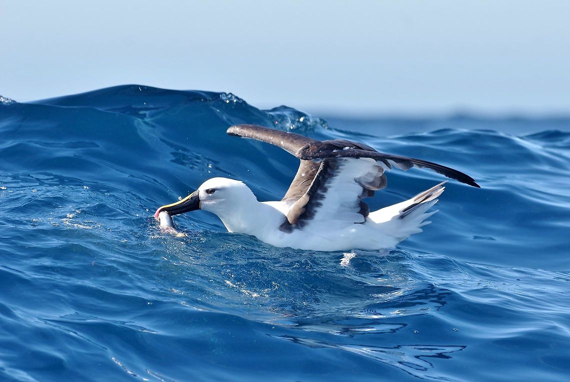 Indian yellow-nosed albatross (Thalassarche carteri) Trawling grounds south of Cape Town, South Africa. Apr 9, 2016. Fall,Geotagged,Indian yellow-nosed albatross,South Africa,Thalassarche carteri