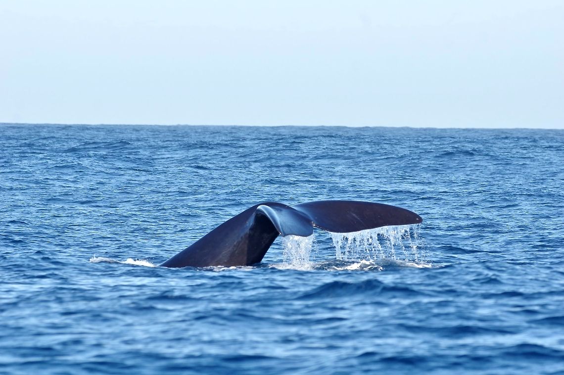 Southern right whale (Eubalaena australia) Trawling grounds south of Cape Twon, South Africa. Apr 9, 2016. Eubalaena australia,Fall,Geotagged,South Africa,Southern right whale