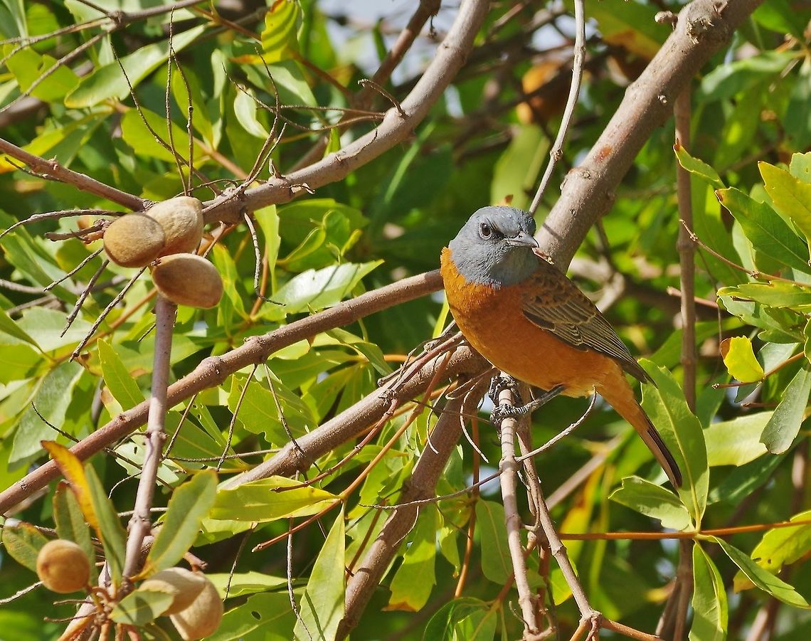 Cape rock thrush (Monticola rupestris) Kogelberg Nature Reserve, Western Cape, South Africa. Apr 12, 2016. Cape rock thrush,Fall,Geotagged,Monticola rupestris,South Africa