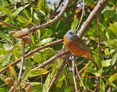 Cape rock thrush (Monticola rupestris) Kogelberg Nature Reserve, Western Cape, South Africa. Apr 12, 2016. Cape rock thrush,Fall,Geotagged,Monticola rupestris,South Africa