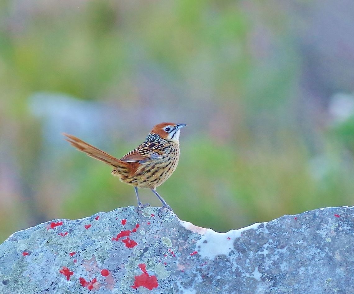 Cape grassbird (Sphenoeacus afer) Rooi-Els, Western Cape, South Africa. Apr 13, 2016.  Cape grassbird,Fall,Geotagged,South Africa,Sphenoeacus afer