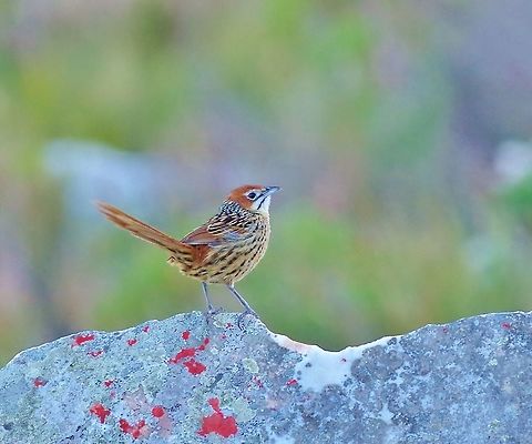 Cape grassbird (Sphenoeacus afer) Rooi-Els, Western Cape, South Africa. Apr 13, 2016.  Cape grassbird,Fall,Geotagged,South Africa,Sphenoeacus afer
