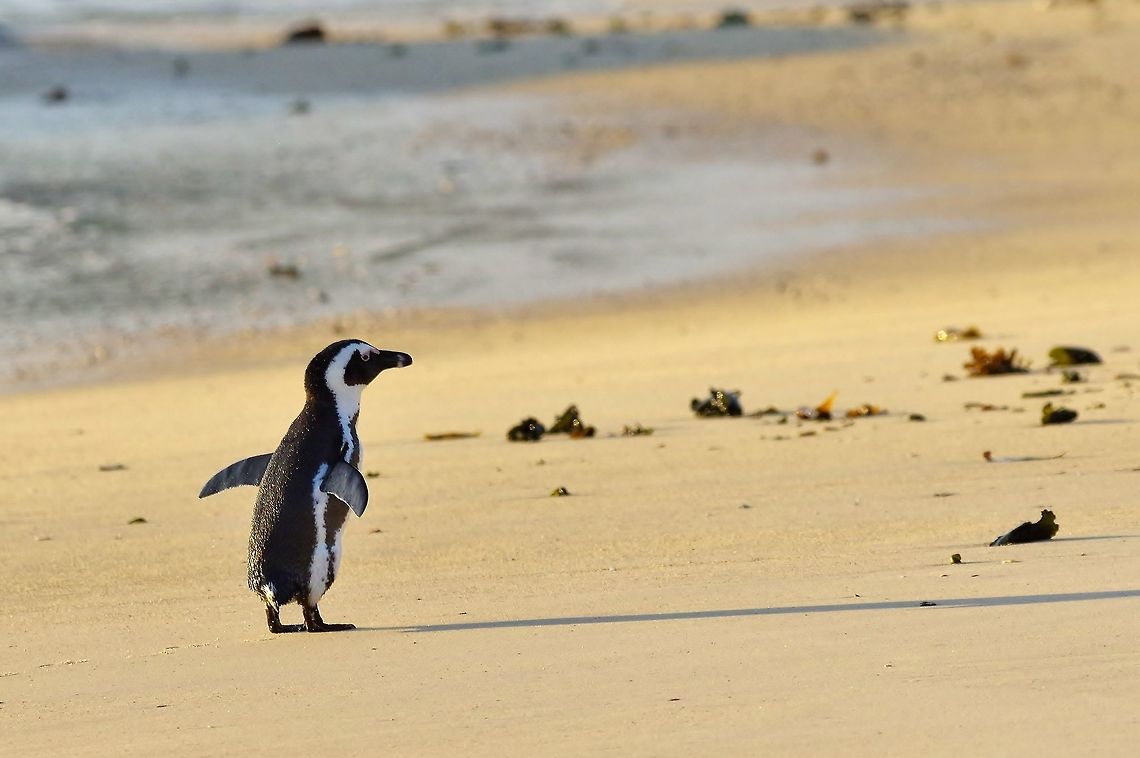 African Penguin (Spheniscus demersus) Simon&#039;s Town, Western Cape, South Africa. Apr 10, 2016. African Penguin,Fall,Geotagged,South Africa,Spheniscus demersus