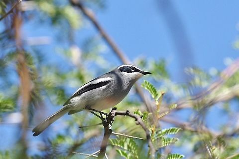 Fairy flycatcher (Stenostira scita) Karoo NP, Western Cape, South Africa. Apr 2, 2016. Fairy flycatcher,Fall,Geotagged,South Africa,Stenostira scita