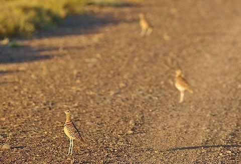Double-banded courser (Smutsornis africanus) Plains of Camdeboo Private Reserve, Eastern Cape, South Africa. Apr 3, 2016. Double-banded courser,Fall,Geotagged,Smutsornis africanus,South Africa