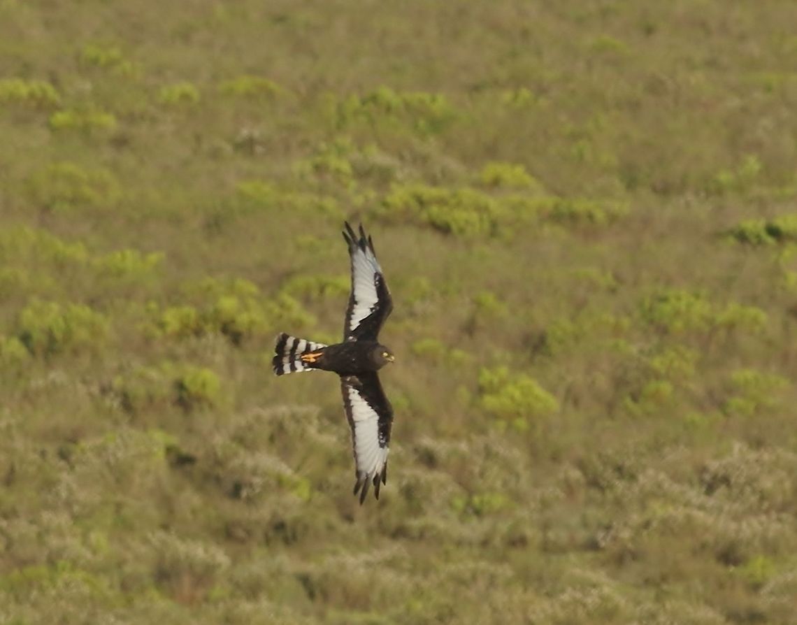 Black harrier (Circus maurus) Bontebok NP, Western Cape, South Africa. Mar 27, 2016. Black harrier,Circus maurus,Fall,Geotagged,South Africa