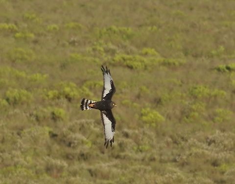Black harrier (Circus maurus) Bontebok NP, Western Cape, South Africa. Mar 27, 2016. Black harrier,Circus maurus,Fall,Geotagged,South Africa