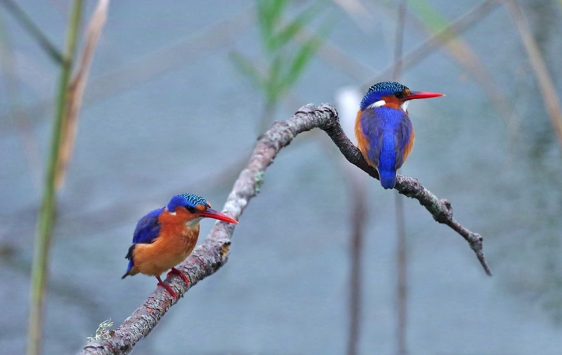 Malachite Kingfisher (Corythornis cristatus) Malachite hide, Wilderness NP, Western Cape South Africa. Mar 31, 2016. Alcedo cristata,Corythornis cristatus,Fall,Geotagged,Malacahite kingfisher,Malachite Kingfisher,South Africa