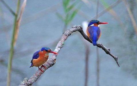 Malachite Kingfisher (Corythornis cristatus) Malachite hide, Wilderness NP, Western Cape South Africa. Mar 31, 2016. Alcedo cristata,Corythornis cristatus,Fall,Geotagged,Malacahite kingfisher,Malachite Kingfisher,South Africa