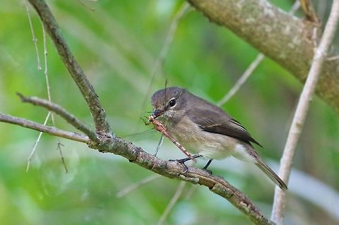 African Dusky Flycatcher (Muscicapa adusta) Kirstenbosch Botanical Garden, Cape Town, South Africa. Apr 13, 2016. African Dusky Flycatcher,Fall,Geotagged,Muscicapa  adusta,South Africa