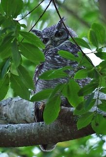Spotted Eagle-Owl (Bubo africanus) Kirstenbosch Botanical Garden, Cape Town, South Africa. Apr 13, 2016. Bubo africanus,Fall,Geotagged,South Africa,Spotted Eagle-Owl