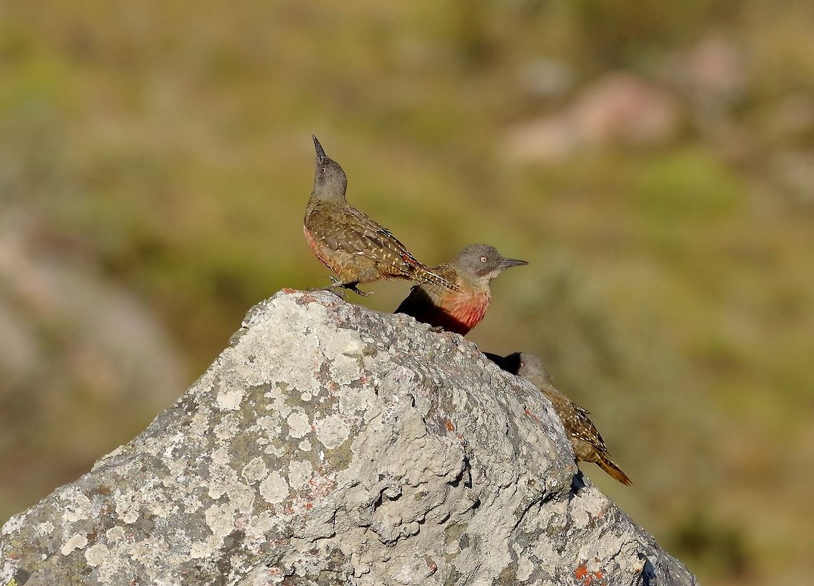 Ground woodpecker (Geocolaptes olivaceus) Swartberg Pass, Western Cape, South Africa. Apr 2, 2016. Fall,Geocolaptes olivaceus,Geotagged,Ground woodpecker,South Africa